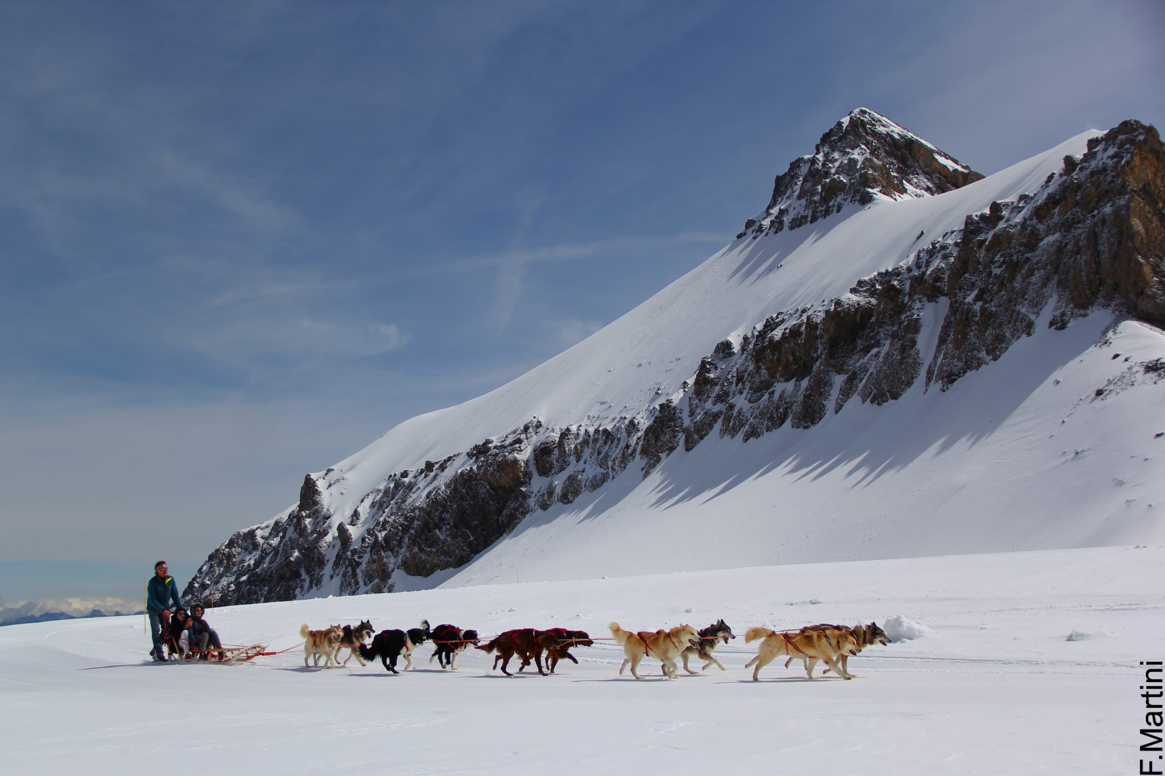 Dog Sledding
